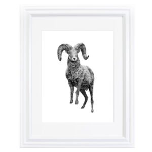 This ram art print was created by Okanagan-based artist Jennifer Delaney. It was created with pen and marker.