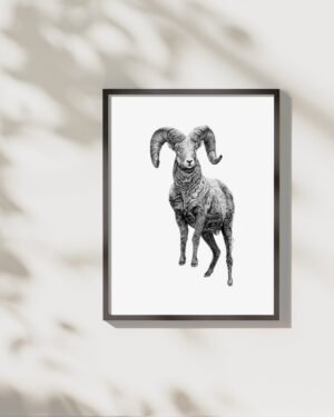 Ram - Art Print - Image 3