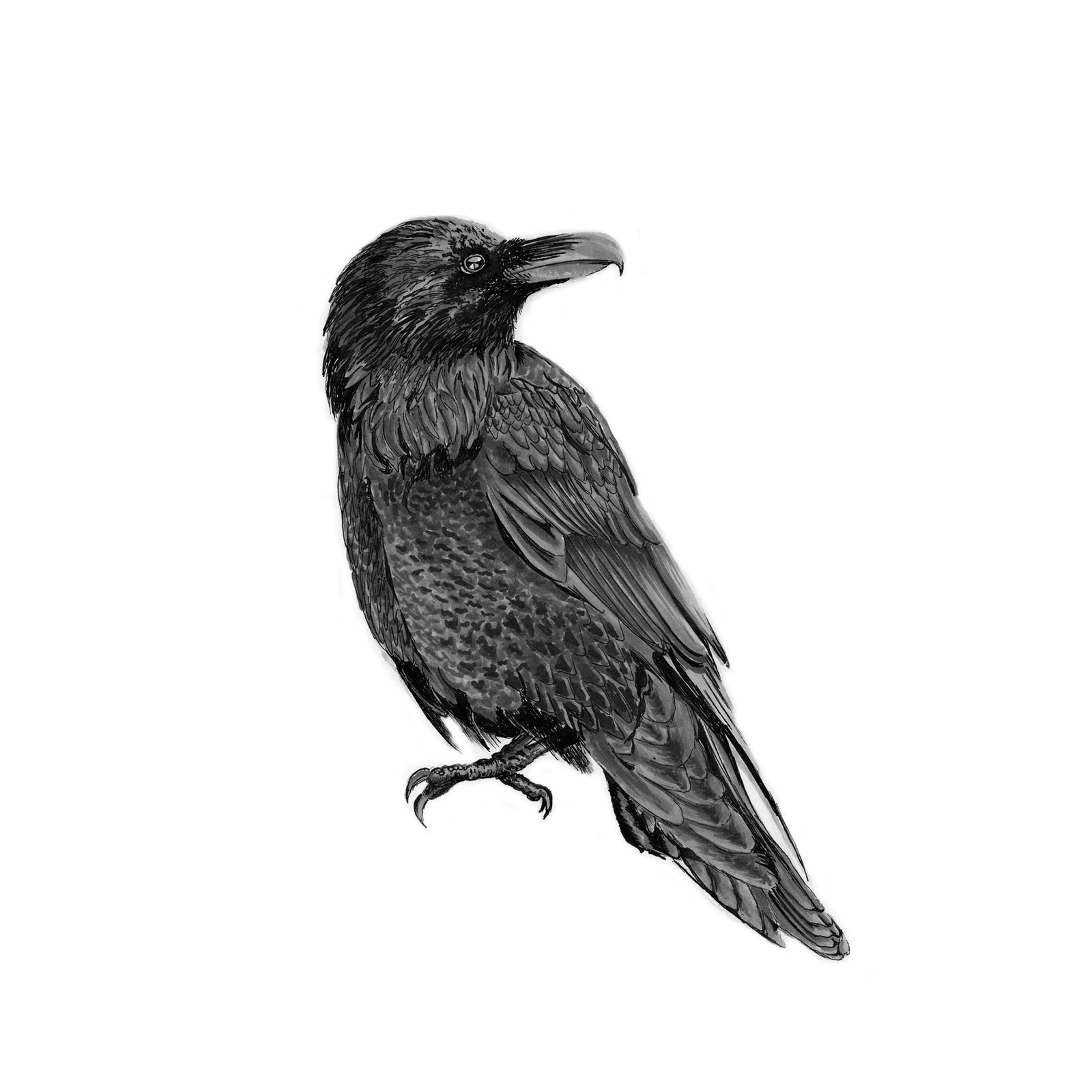 Raven - Pen on Paper Co