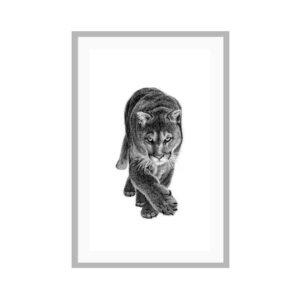 This cougar poster was created by Canadian artist Jennifer Delaney. She is based in Kelowna, BC. The black and white minimalist style is sure to look great in any home, and any room!