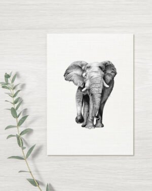 Elephant - Greeting Card