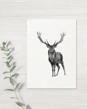 Elk - Greeting Card