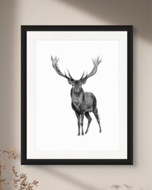 Elk - Art Print