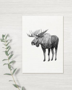 Moose - Greeting Card