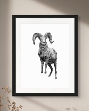 Ram - Art Print