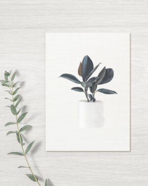 Rubber Plant - Greeting Card