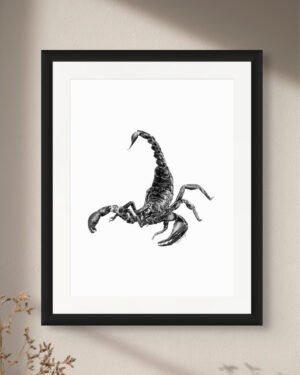 Scorpion - Art Print