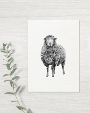 Sheep - Greeting Card