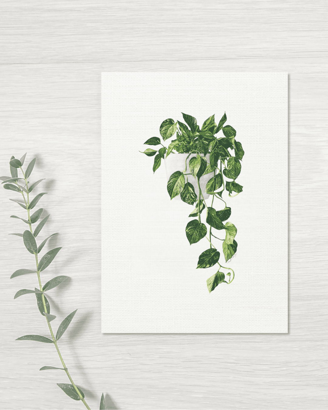 Pothos - Greeting Card - Plant Pothos - Greeting Card