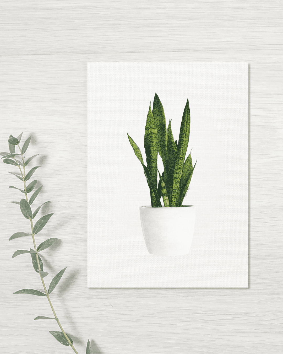 Snake Plant - Greeting Card - Plant Snake Plant - Greeting Card