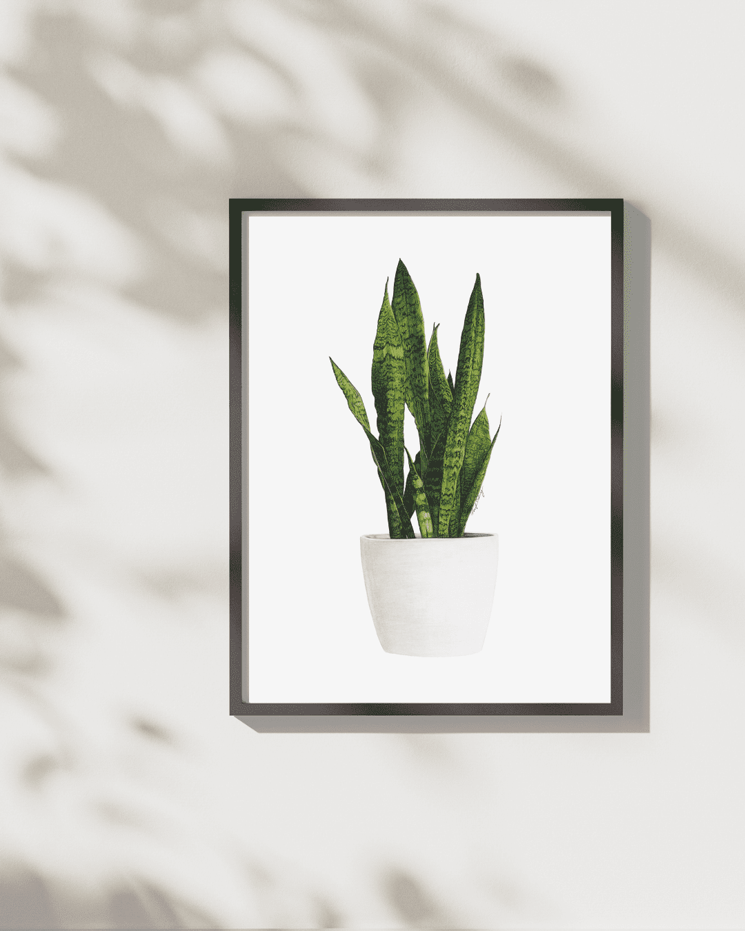 Snake Plant - Art Print