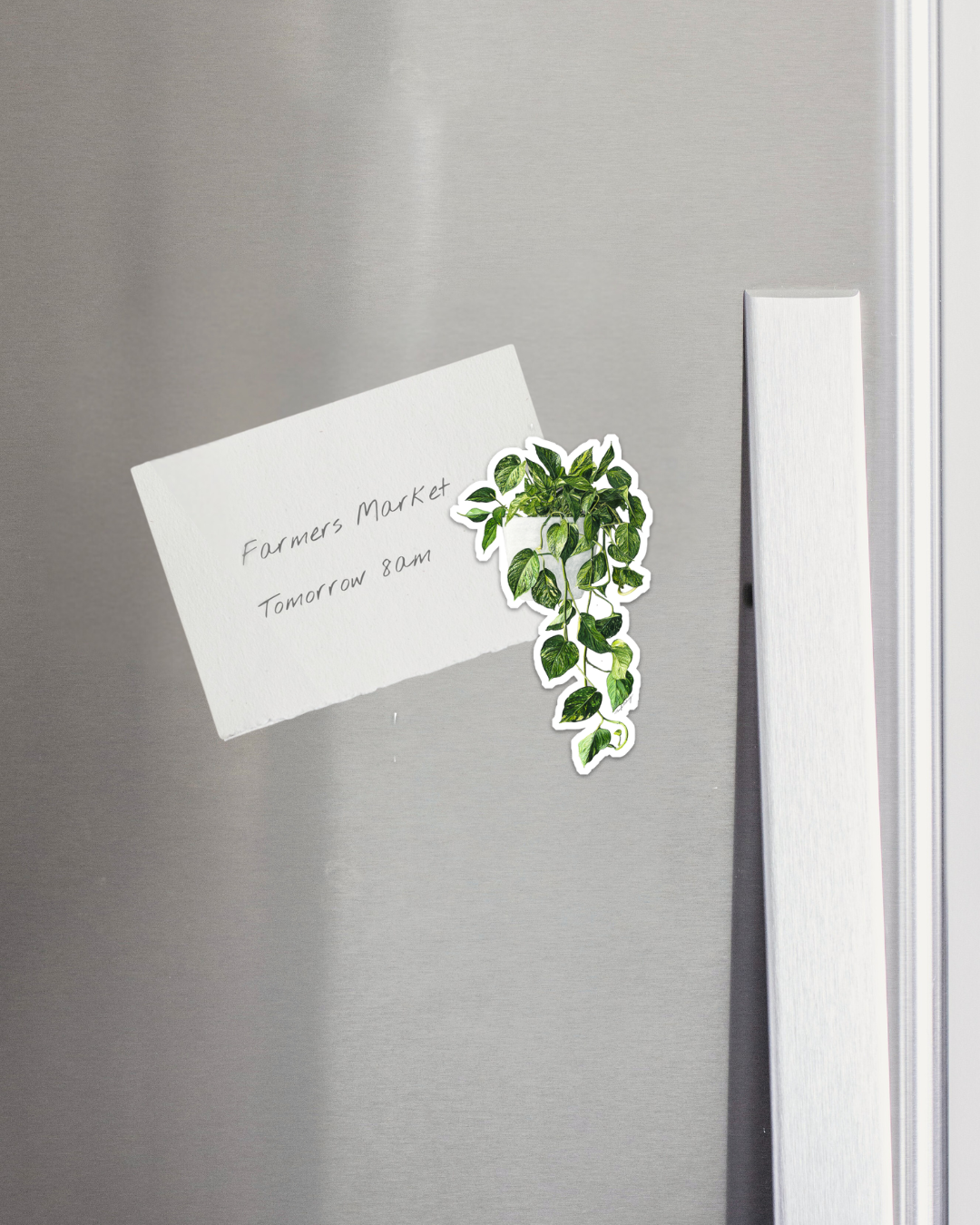Pothos - magnet - Fridge Pothos Magnet